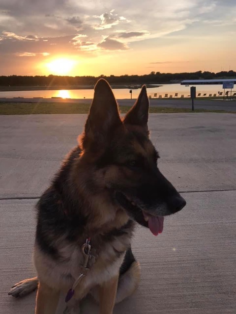 K9 Shelma